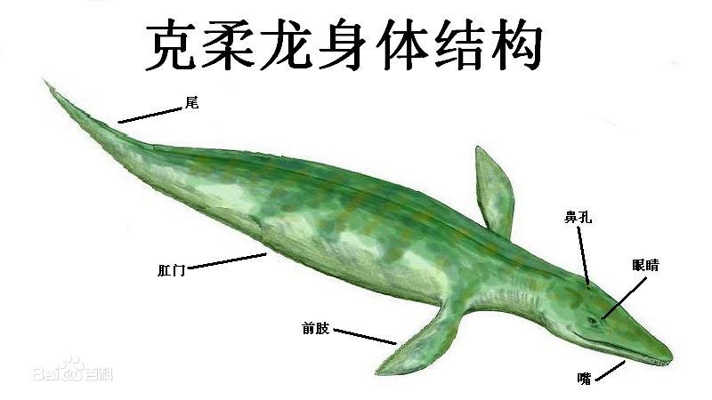 海生爬行恐龍_克柔龍 kronosaurus 